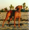Thumbnail of Reddog Ranch Zuriel