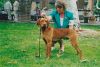Thumbnail of Reddog Ranch Jericho Kiralyi