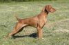 Thumbnail of Onpoint's Spinning Axel