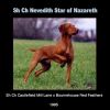 Thumbnail of Nevedith Star of Nazareth
