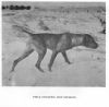 Thumbnail of Chip Odysseus