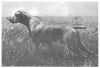 Thumbnail of Bobo Buck Selle