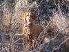 Thumbnail of Reddog Ranch Mariah