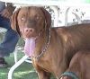 Thumbnail of Reddog Ranch Bodacious