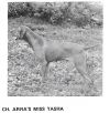 Thumbnail of Arra's Miss Tasha