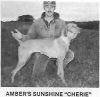 Thumbnail of Amber Sunshine Cherie