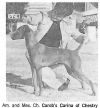 Thumbnail of Carob's Carina of Chestry