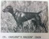 Thumbnail of Oakleaf's Raisin' Cain
