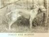 Thumbnail of Scarlet Rose Princess