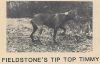 Thumbnail of Fieldstone's Tip Top Timmy