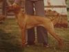 Thumbnail of Deacon's Popple D Wild Daisy