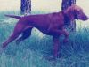 Thumbnail of Valley Hunter Stealn Thunder