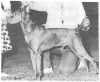 Thumbnail of Jomars Cinnamon Bryce
