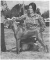 Thumbnail of Maverick Golden Empire Lacey