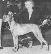Thumbnail of Boshar Zsa Zsa Of Glenhill