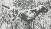 Thumbnail of Sir Amber Sam