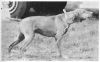 Thumbnail of Fieldway's Arlor Sams Ransom