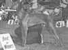 Thumbnail of Baron Of Paridise