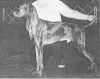 Thumbnail of Ed's Golden Gypsy Of Hanover