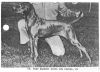 Thumbnail of Frau Barsony Kutya von Zybura