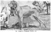 Thumbnail of Jomar's Cinnamon Cindy