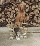 Thumbnail of Mogyorodi-Nimrod Alexa