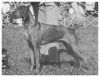 Thumbnail of Brance N Carob's Solo's Son