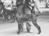 Thumbnail of Russetleather Warpaint *