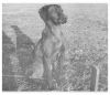 Thumbnail of Sun Glo Morning Sky Gypsy