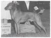 Thumbnail of Willo Runn's Bold Brigadier