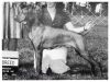 Thumbnail of Zolten's Ohio State Buckeye