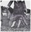 Thumbnail of Brylynns Sassy Sheba