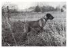 Thumbnail of Rebel Rouser Winneshiek Mac