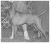 Thumbnail of Starrpoint's Swingit Satchmo