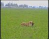 Thumbnail of Tordaszigeti Timi Dina