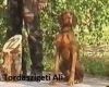Thumbnail of Tordaszigeti Ali