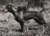 Thumbnail of Fieldstone's Hey Duke