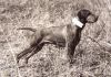 Thumbnail of Fieldstone's Tip Top Timmy