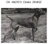 Thumbnail of Melto's Csaba Zenesz