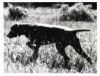 Thumbnail of Chestry and Carob's Solo Sun
