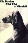 Thumbnail of Boshar Zsa Zsa Of Glenhill