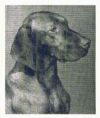 Thumbnail of Boyd's Kerek Richards
