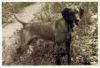 Thumbnail of Willie's Russet Duke