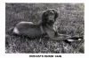 Thumbnail of Oakleaf's Raisin' Cain