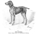 Thumbnail of Tellus Hackelberg (DK)