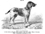 Thumbnail of Hector von Kasseedorf (DK)