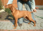 Thumbnail of Bédai Jónás