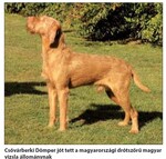 Thumbnail of Csövárberki Dömper