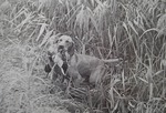 Thumbnail of Mátai Bitang Tücsök