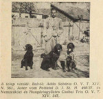 Thumbnail of Astor von Pottatal (Deutsch Drahthaar = GWP)